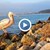 Розов пеликан се установи на Крайбрежната алея във Варна