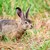 70 годишен бракониер отстреля заек извън сезона за отстрел