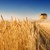 ЕС въвежда мито върху зърното от Русия
