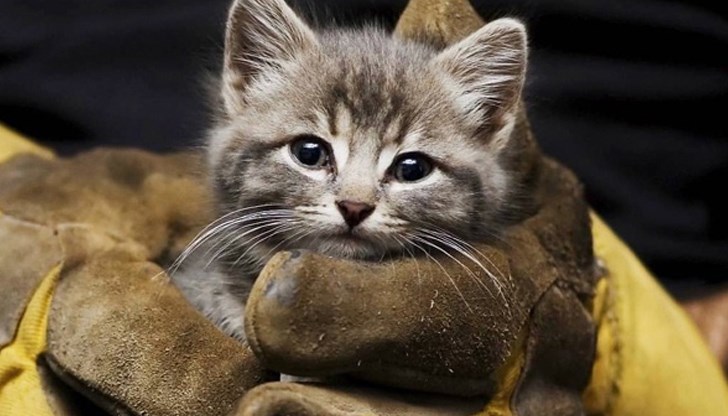 Животното било заклещено сред отпадъци в необитаем имот