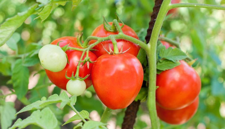 Доматите в градината: добри и лоши съседи Доматите в градината: добри и лоши съседи