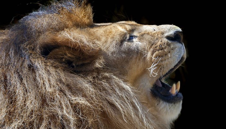 Мъжкият захапал смъртоносно животното Мъжкият захапал смъртоносно животното