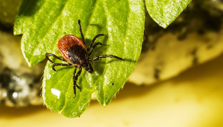 Пръсканията започват от 11 март и ще се извършват между 6:00 и 7:30 часа Пръсканията започват от 11 март и ще се извършват между 6:00 и 7:30 часа