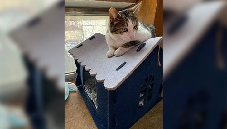 Животинката е постоянен обитател на Народната библиотека "Иван Вазов" в Пловдив