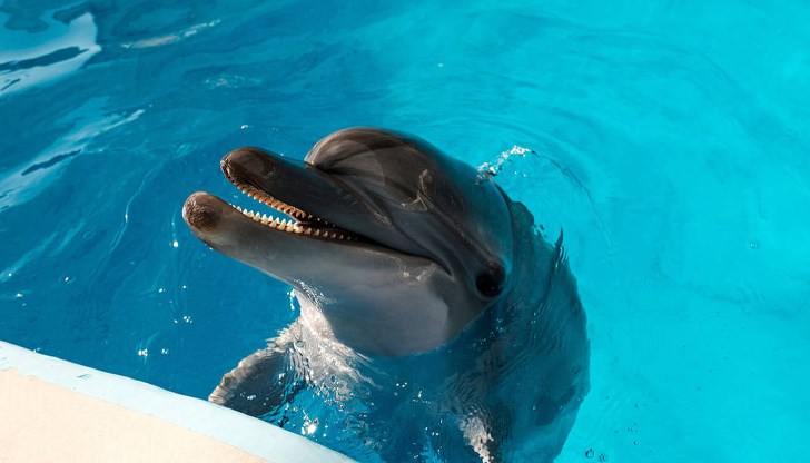 Шоутата ще се провеждат през априлската ваканция