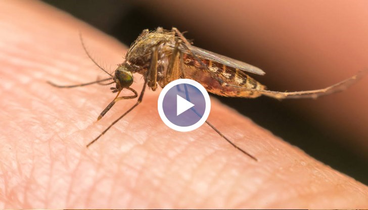 Пръскането срещу комари в Русе започва до дни