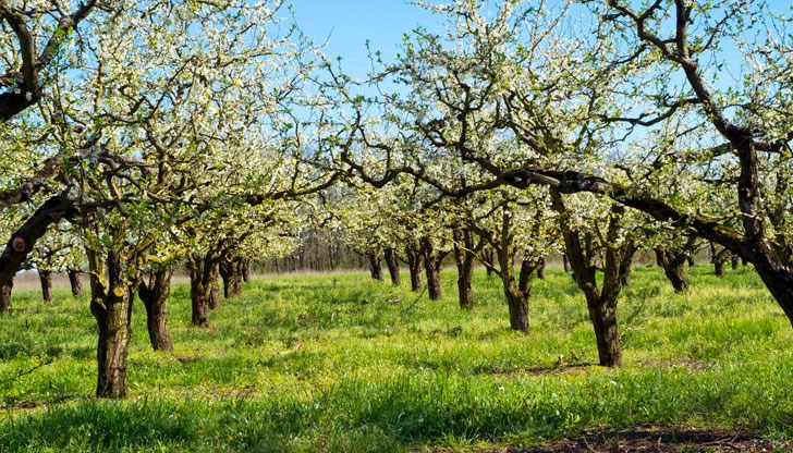 Застрахователите поставят неблагоприятни за овощарите условия, твърди земеделец от село Стамболово
