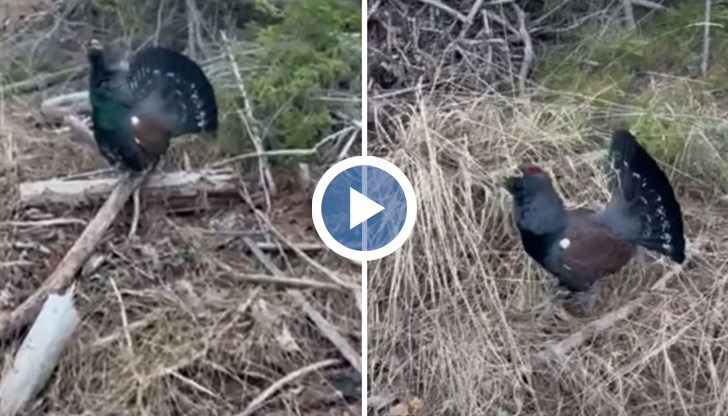 Заради топлата зима брачният сезон при глухарите започна по-рано