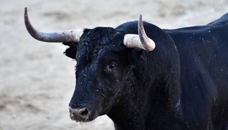 Инцидентът е станал по време на доене на крави