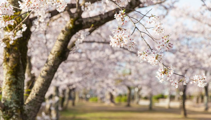 Пролетта настъпва утре в 05:06 часа Пролетта настъпва утре в 05:06 часа