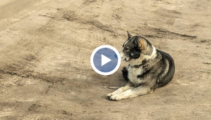 Според местните жители има разхвърляна отрова