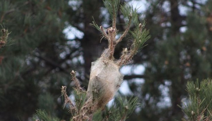 По клоните на дърветата в парковете на града се забелязват вълнести, наподобяващи памук, кълбета По клоните на дърветата в парковете на града се забелязват вълнести, наподобяващи памук, кълбета