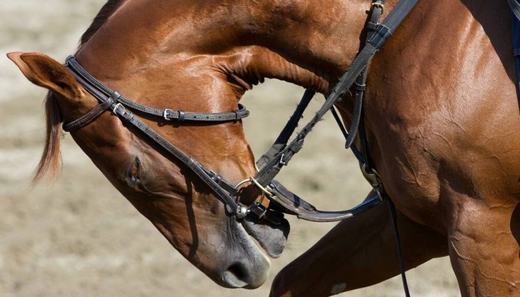 Надпреварата е ден след вчерашния празник Тодоровден