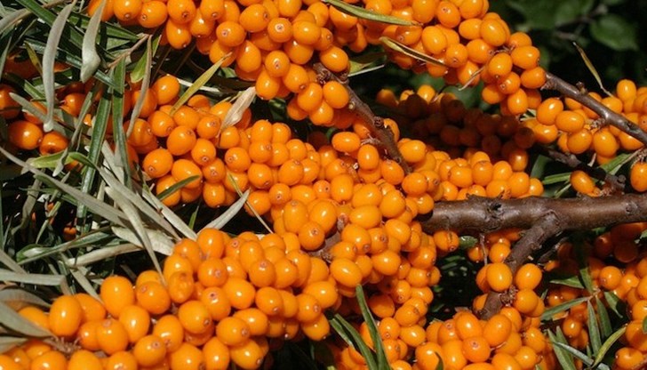 Храста морски зърнастец е богат източник на антиоксиданти