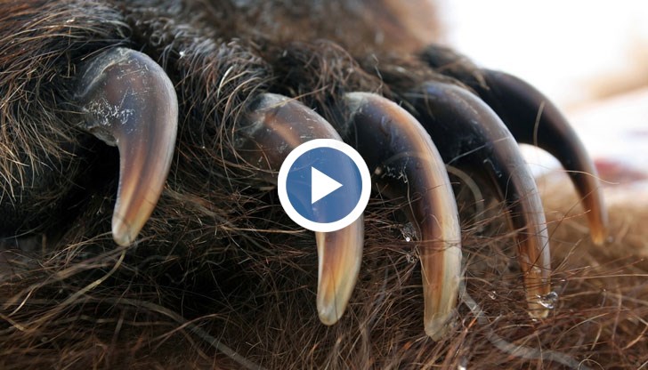 Двама души са ранени - пенсионер и 49-годишна жена