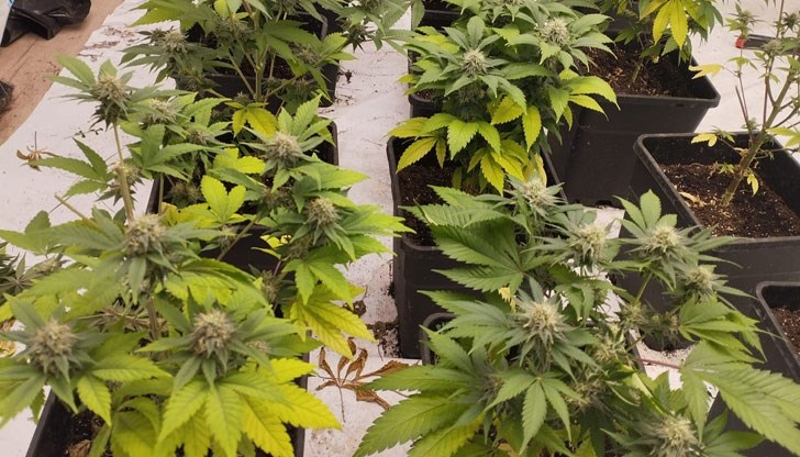 Двама братя са отглеждали над 40 канабисови растения в апартамент