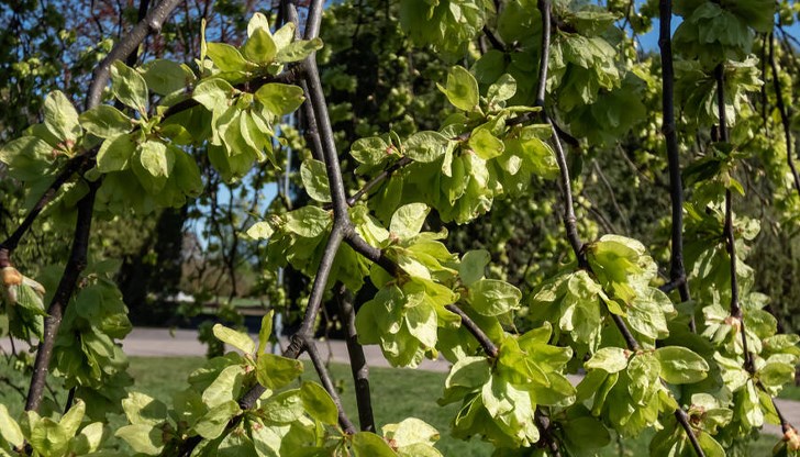 Валежите носят спокойствие за алергичните хора Валежите носят спокойствие за алергичните хора