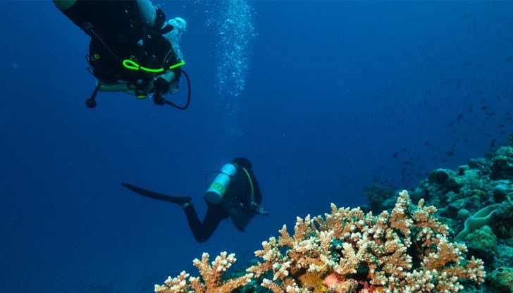 Водните обитатели се въртят и умират