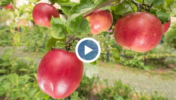 Само 25% от овощарите в Русенско застраховат своите площи