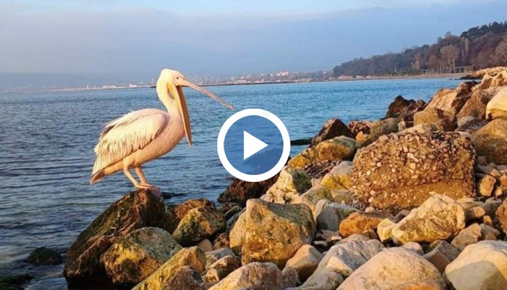 Пеликан от спасителния център на зоопарка във Варна се завърна в естествения си хабитат