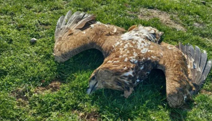 Сред тях е и царски орел Сред тях е и царски орел