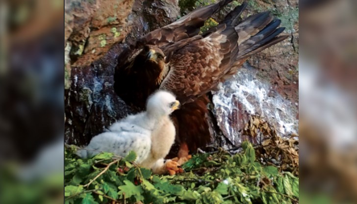 Поглед към гнездото на скалния орел