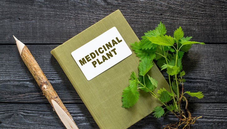 Въпреки че е известна с парещите си листа, копривата се оказва истински склад от хранителни вещества и има редица ползи за здравето