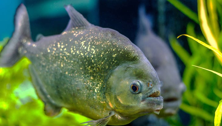 Може ли тази риба да оглозга човек? Може ли тази риба да оглозга човек?