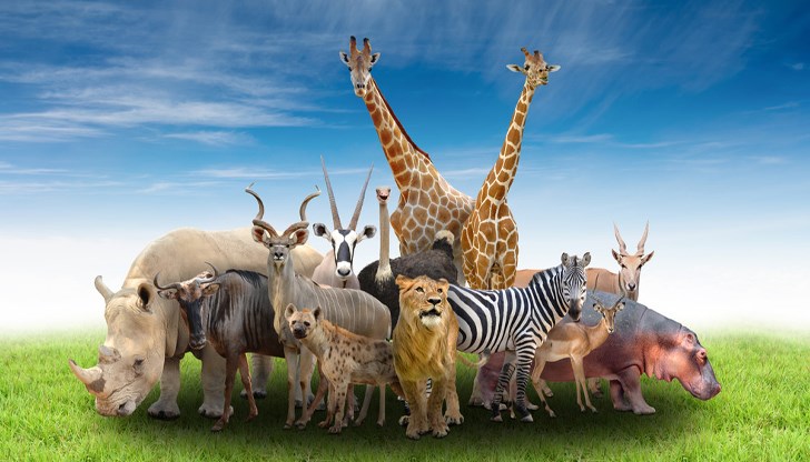 Изследователите ще наблюдават животинските реакции на 8 април