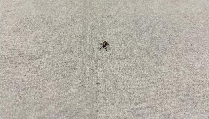 Жената разказва, че намира живи кърлежи в леглото си