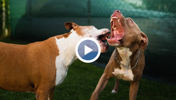 Стопанинът на убитото куче се страхува за живота и на семейството си