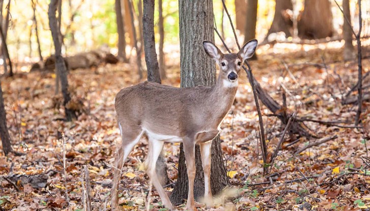 Животното е намерено в землището на село Войвода, в местността Крушака Животното е намерено в землището на село Войвода, в местността Крушака
