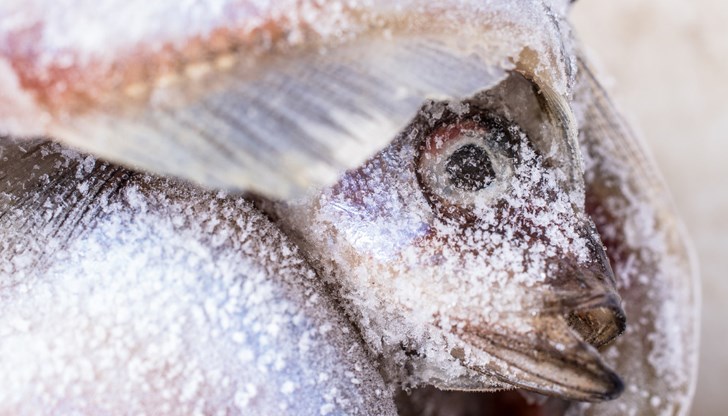 210 литра алкохол без акциз и 375 кг замразена риба без етикети са открити в Белене