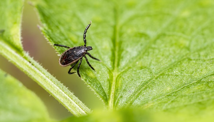 Използваният препарат е безвреден за хора и животни, уверяват от русенската община