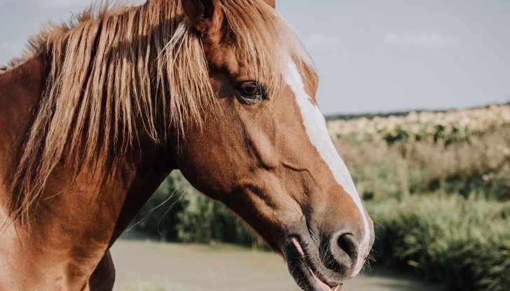 Празникът в Русе ще е на Хиподрума Празникът в Русе ще е на Хиподрума