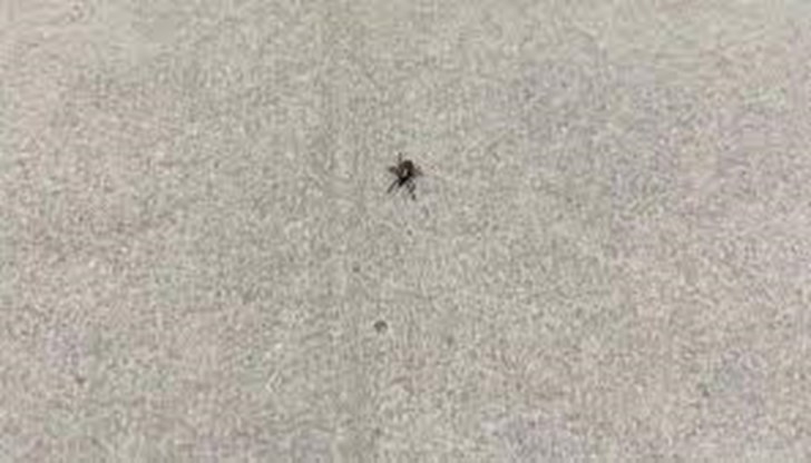 Пръсканията ще се извършват между 6 и 7:30 часа