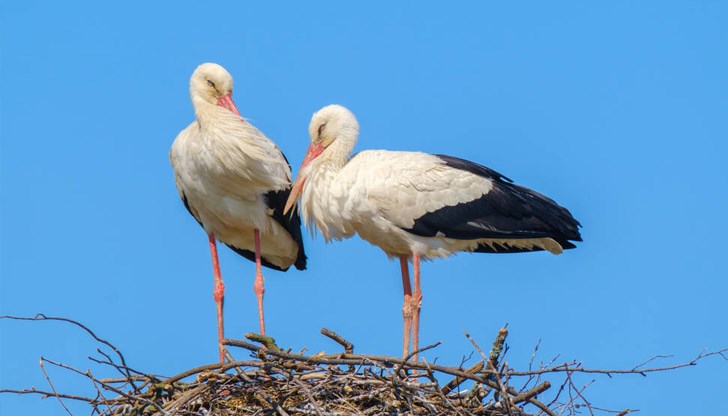 Щъркелът е единствената едра птица, която гнезди основно в населени места Щъркелът е единствената едра птица, която гнезди основно в населени места