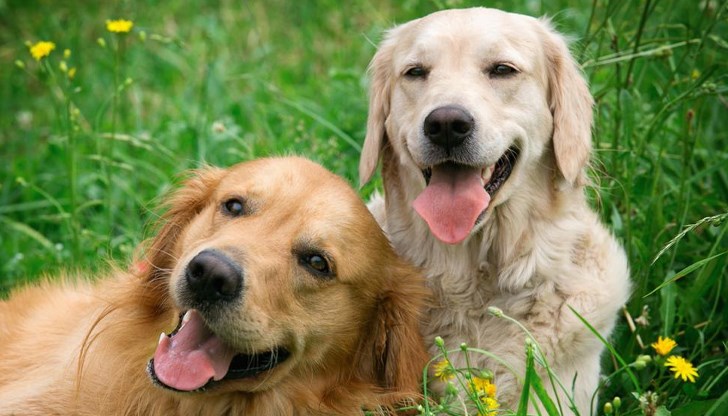 Ново изследване разкрива мозъчната им активност Ново изследване разкрива мозъчната им активност