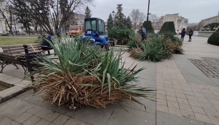 Предвижда се освободената площ да бъде облагородена, но без да се оформя градинка с цветя