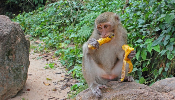 Вече маймуните също ще трябва да отговарят пред полицията