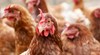 Завръщането на птичия грип повишава цените на яйцата по света