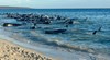 Десетки делфини заседнаха на плаж в Австралия