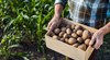 Климатичните промени слагат край на епохата на евтините картофи
