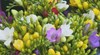 В очакване на Лазаровден и Цветница: Какви са цените на цветята?