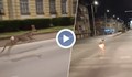 Сърна тича по централен булевард в Русе