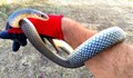 Община Харманли си назначи ловец на змии