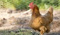 Учени: Кокошките се изчервяват в зависимост от емоциите си