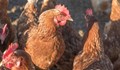 Огнище на птичи грип установиха в Хасково