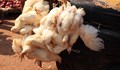 Камион изсипа мъртви кокошки край Хасково
