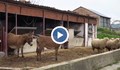 Ферма в квартал "Средна кула" спасява магарета